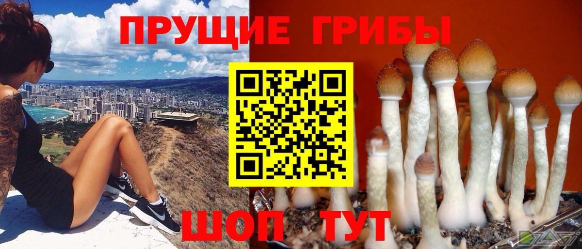 Галлюциногенные грибы Psilocybe  Вход с VPN  Галлюциногенные грибы Cubensis  Новочебоксарск 